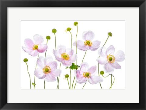 Framed Japanese Anemones Print