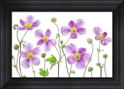 Framed Anemone Japonica Print