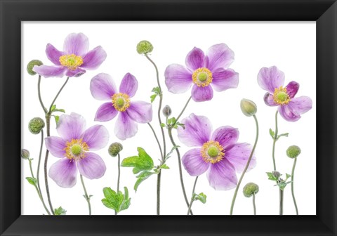 Framed Anemone Japonica Print