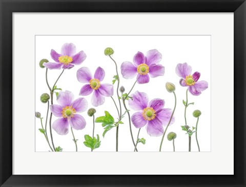 Framed Anemone Japonica Print