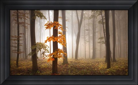 Framed In November Light Print