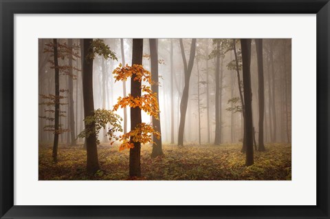 Framed In November Light Print