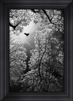 Framed Flight Print