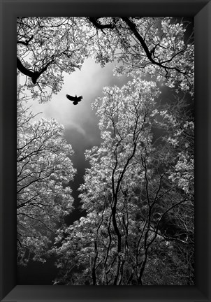 Framed Flight Print