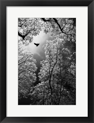 Framed Flight Print
