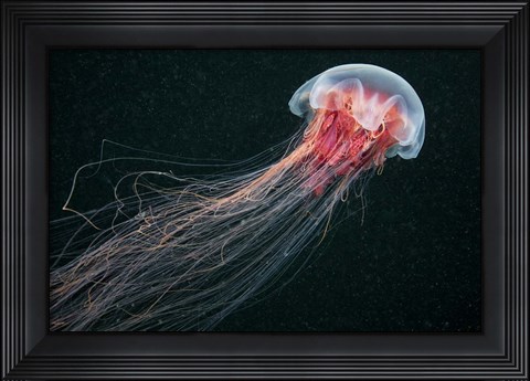 Framed Longtail Print