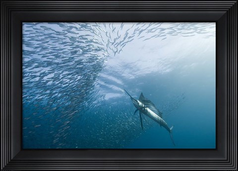 Framed Hunter And The Hunted Print