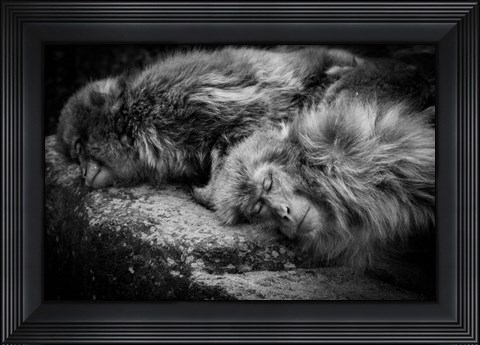 Framed Sleeping Print