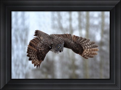 Framed Soaring Print