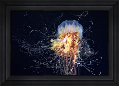 Framed Giant Lion&#39;s Mane Print