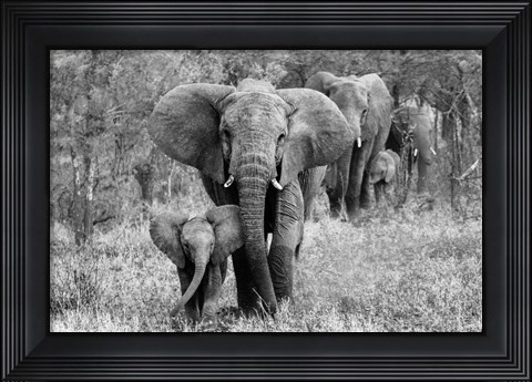 Framed Elefamily Print