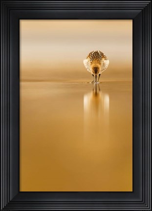 Framed Dunlin Reflection Print