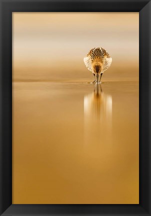 Framed Dunlin Reflection Print