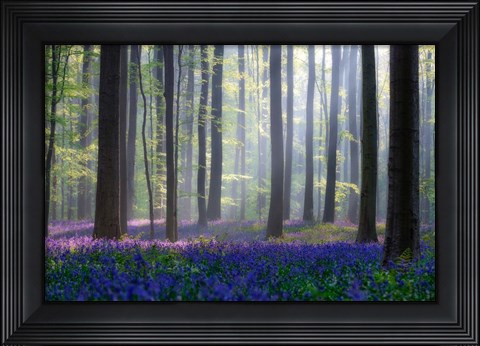 Framed Bluebells Print