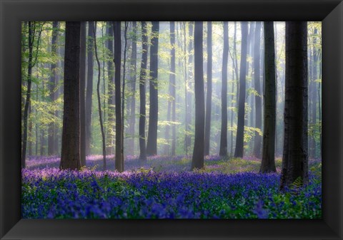 Framed Bluebells Print