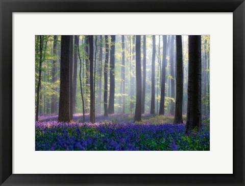 Framed Bluebells Print