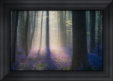 Framed Velvet Light Print