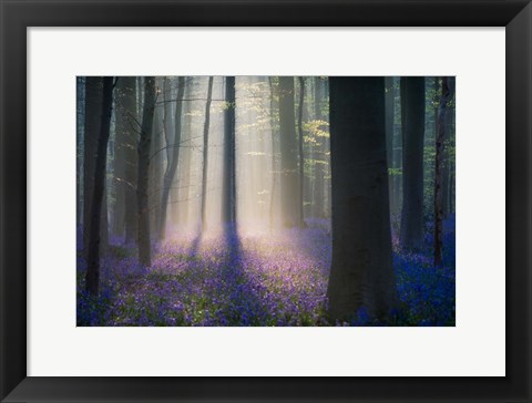 Framed Velvet Light Print