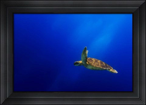 Framed Flying Print