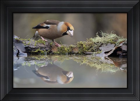 Framed Narcissus Print