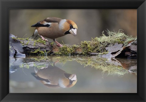 Framed Narcissus Print