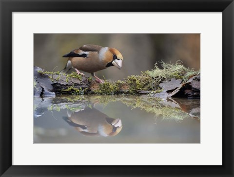 Framed Narcissus Print