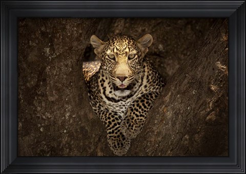 Framed Leopard Resting On A Tree At Masai Mara Print