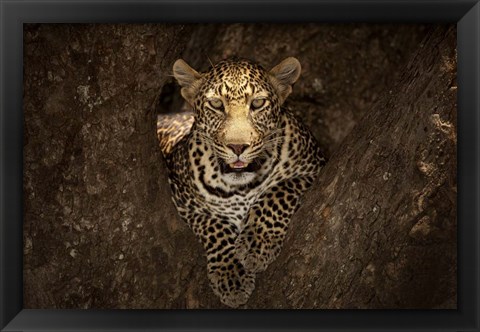 Framed Leopard Resting On A Tree At Masai Mara Print