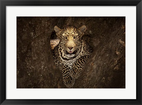 Framed Leopard Resting On A Tree At Masai Mara Print