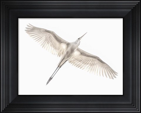 Framed Fly Print