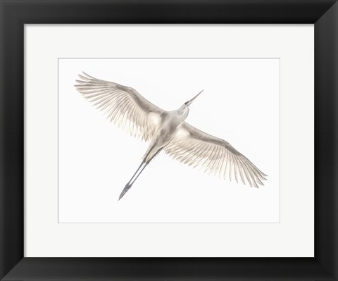 Framed Fly Print