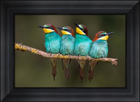 Framed Bee-Eater Resting Print