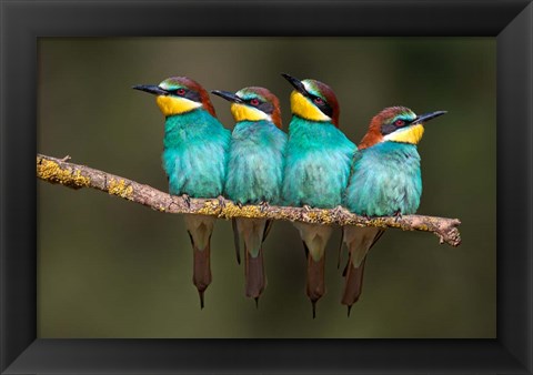 Framed Bee-Eater Resting Print