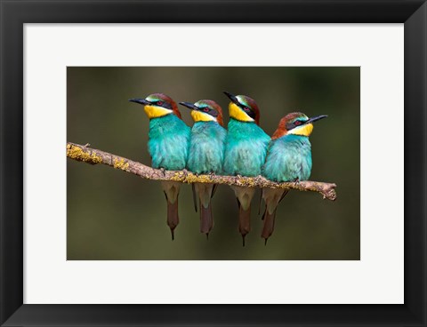 Framed Bee-Eater Resting Print