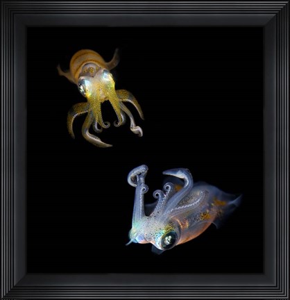 Framed Sea Jewels Print