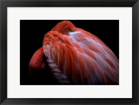 Framed Shy Print