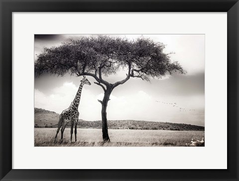 Framed Under The African Sun Print