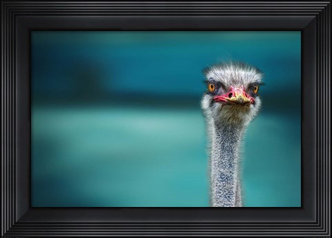Framed Ostrich Protecting Two Poor Chicken From The Wind Print