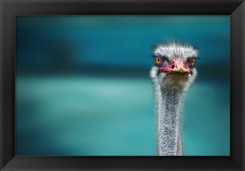 Framed Ostrich Protecting Two Poor Chicken From The Wind Print