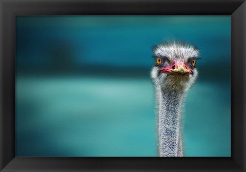 Framed Ostrich Protecting Two Poor Chicken From The Wind Print