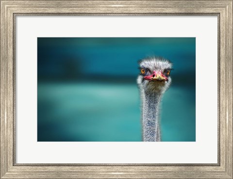 Framed Ostrich Protecting Two Poor Chicken From The Wind Print