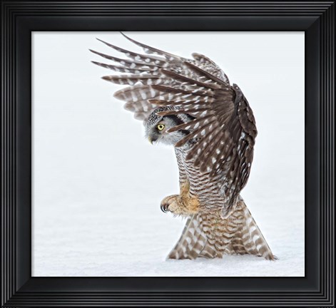 Framed Pouncing! Print