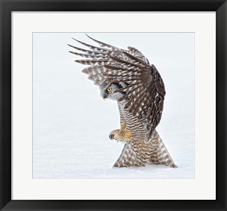 Framed Pouncing! Print