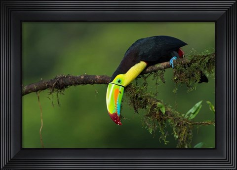 Framed Colors Of Costa Rica Print