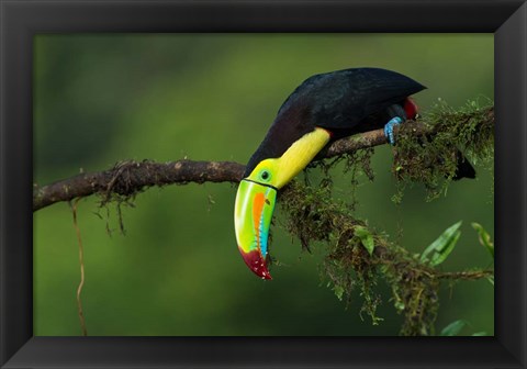 Framed Colors Of Costa Rica Print