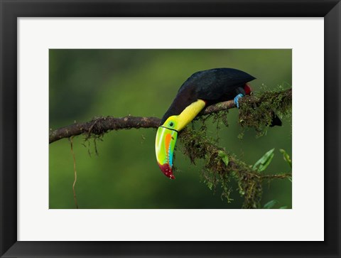 Framed Colors Of Costa Rica Print