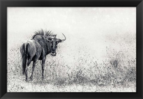 Framed Endless Grass-Fields Print