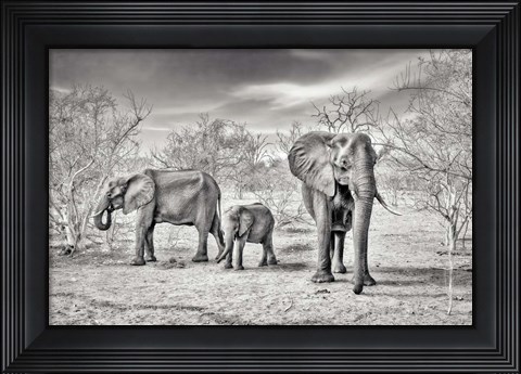 Framed Dry Season (BW) Print