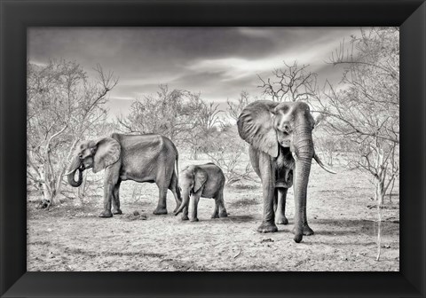 Framed Dry Season (BW) Print