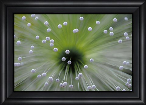 Framed Green And White II Print